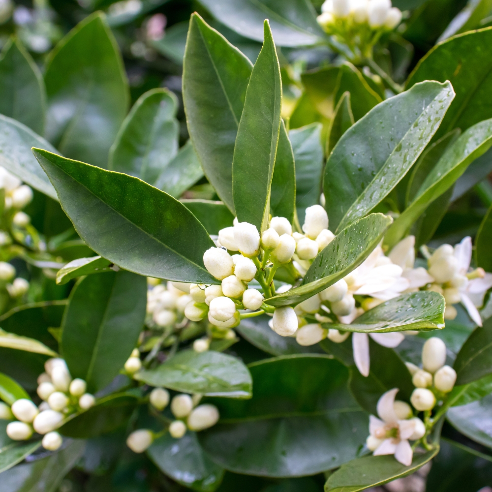 neroli
